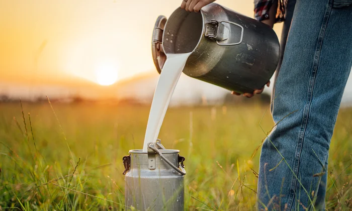Fresh milk from our dairy cattle