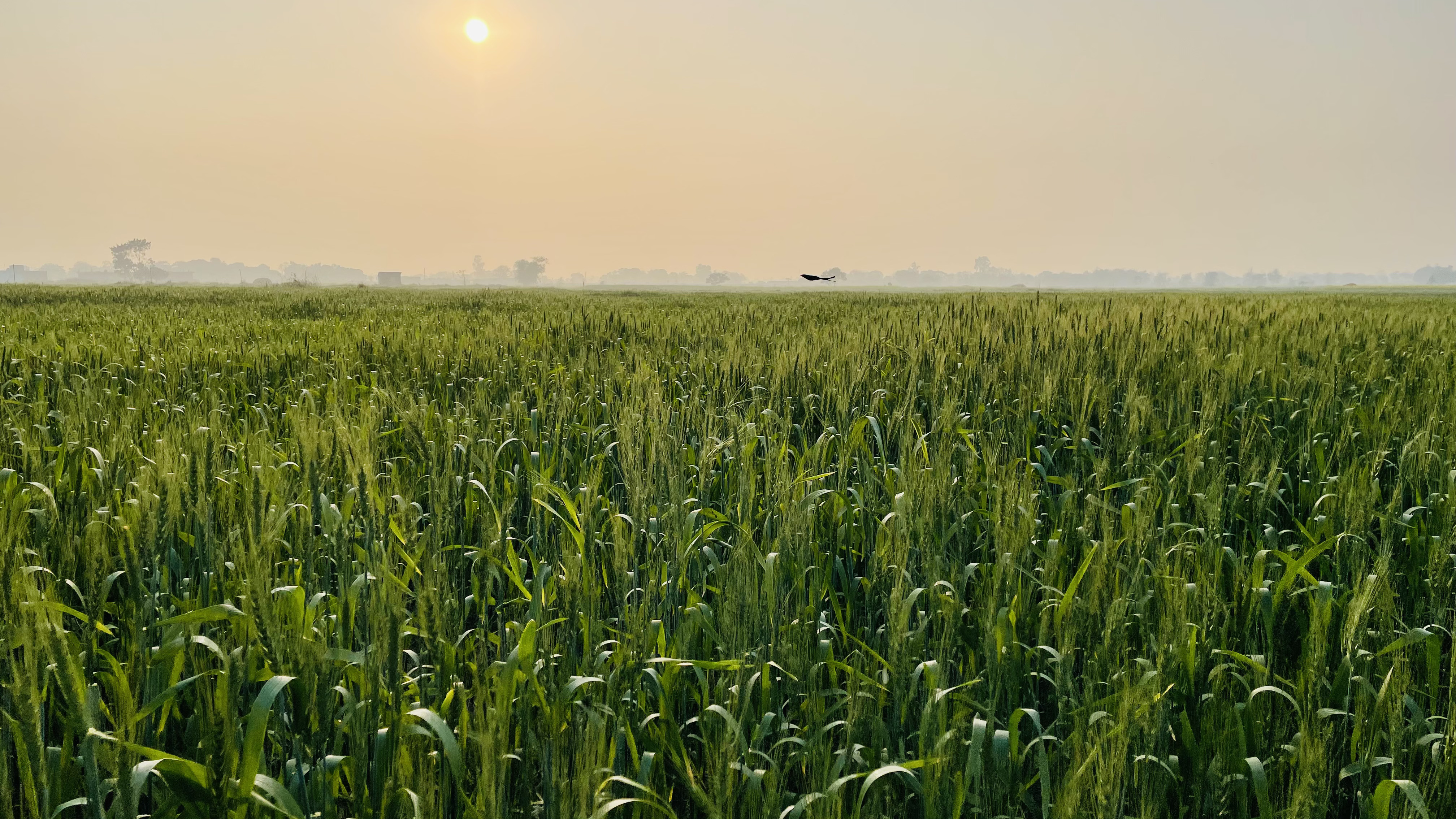 Wheat field at Vedic Farm
